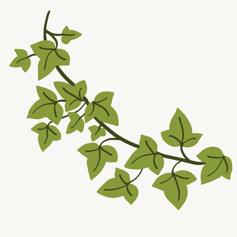 Floral ivy drawing decorative ornament flat design. vector