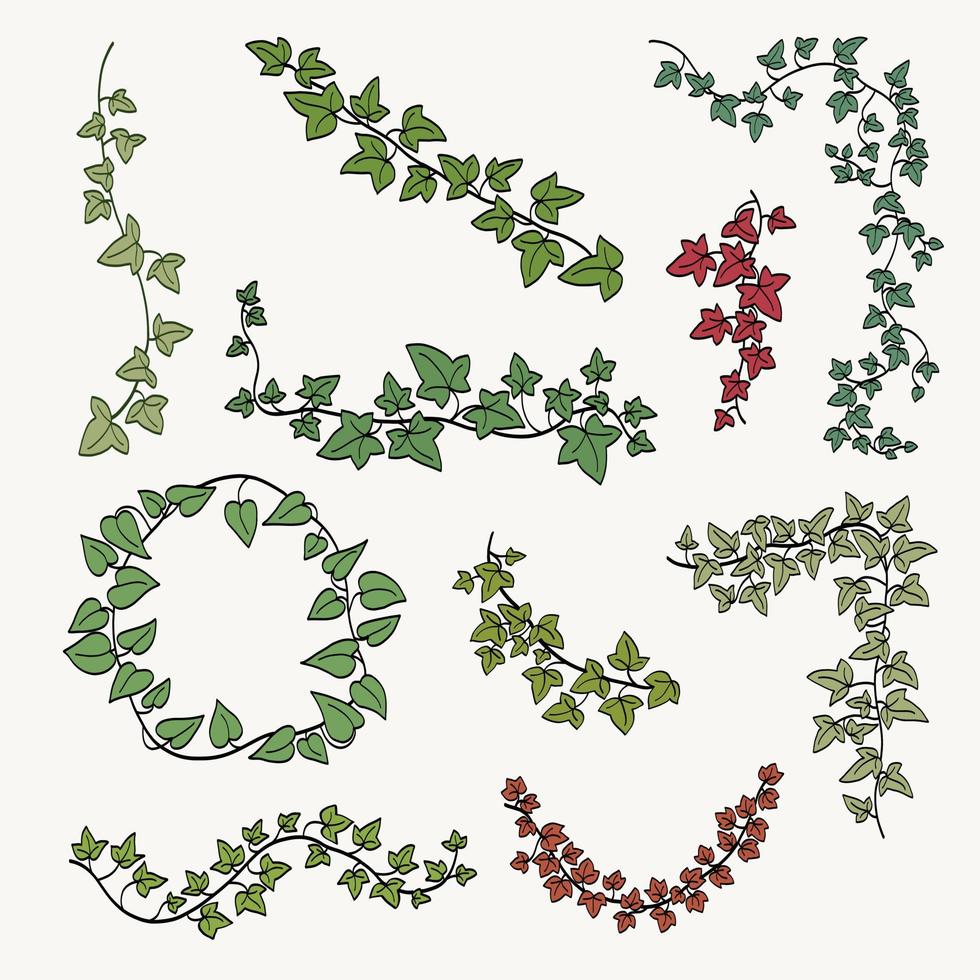 Floral ivy drawing decorative ornament flat design collection. vector