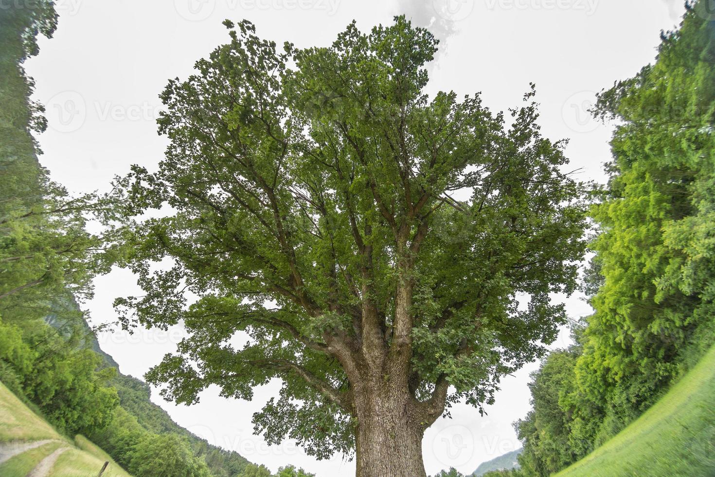 old centenary oak tree photo