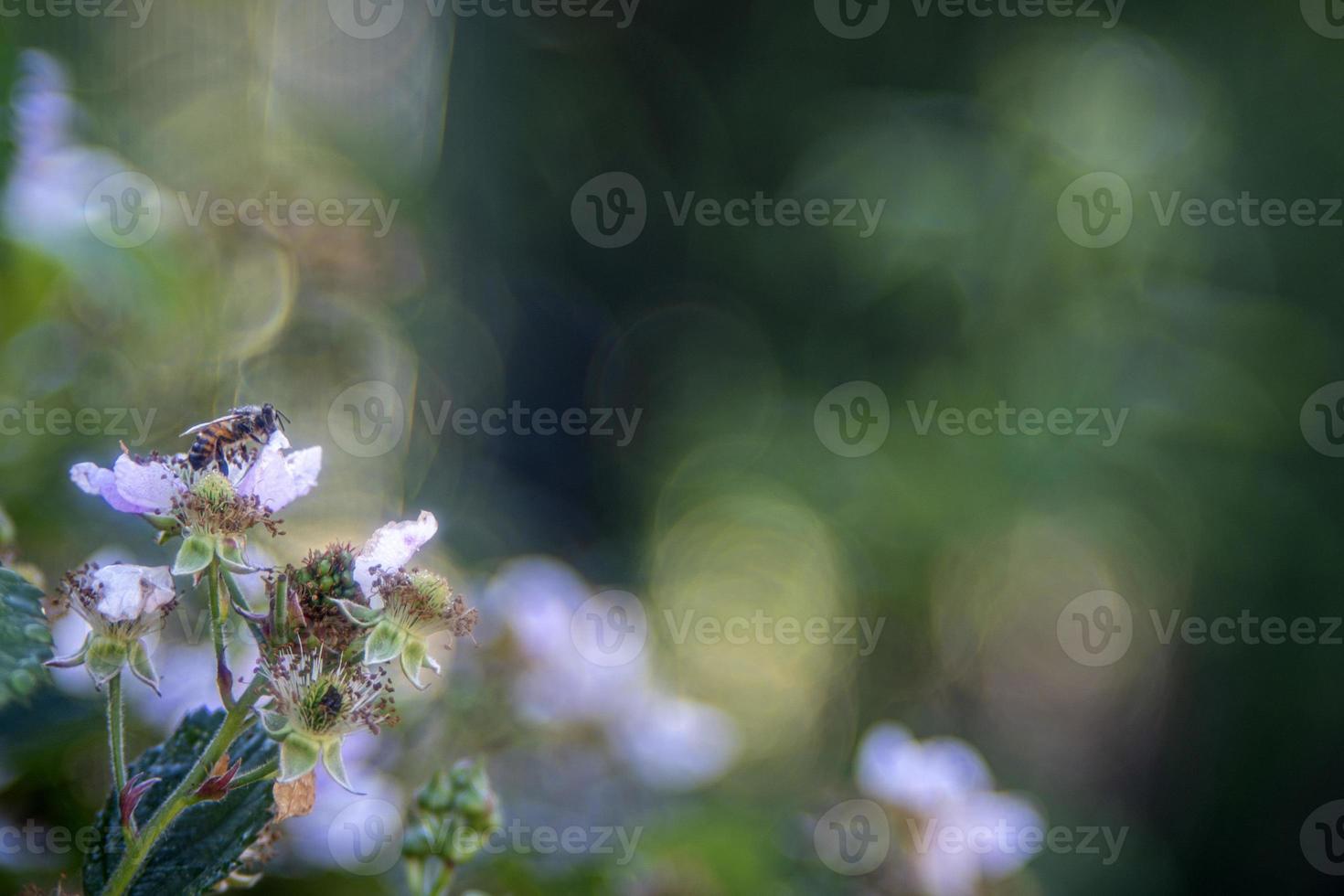 bee collecting pollen from flowers photo