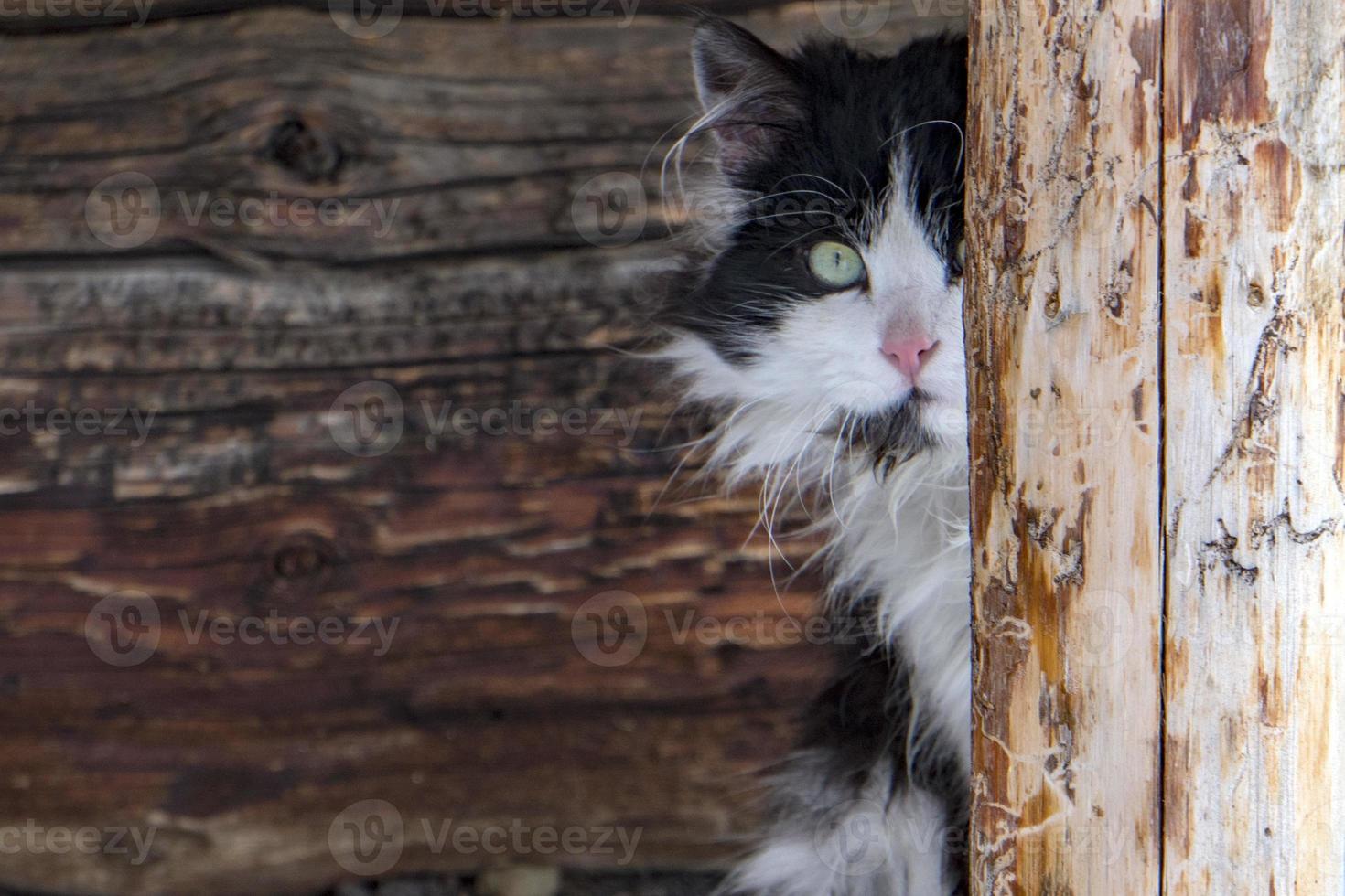 Cat portrait while hiding in the wooden hut photo