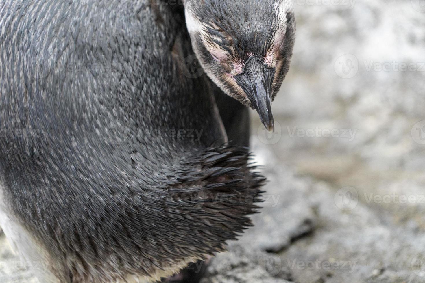 Magellanic pinguin while cleaning feathers close up portrait photo