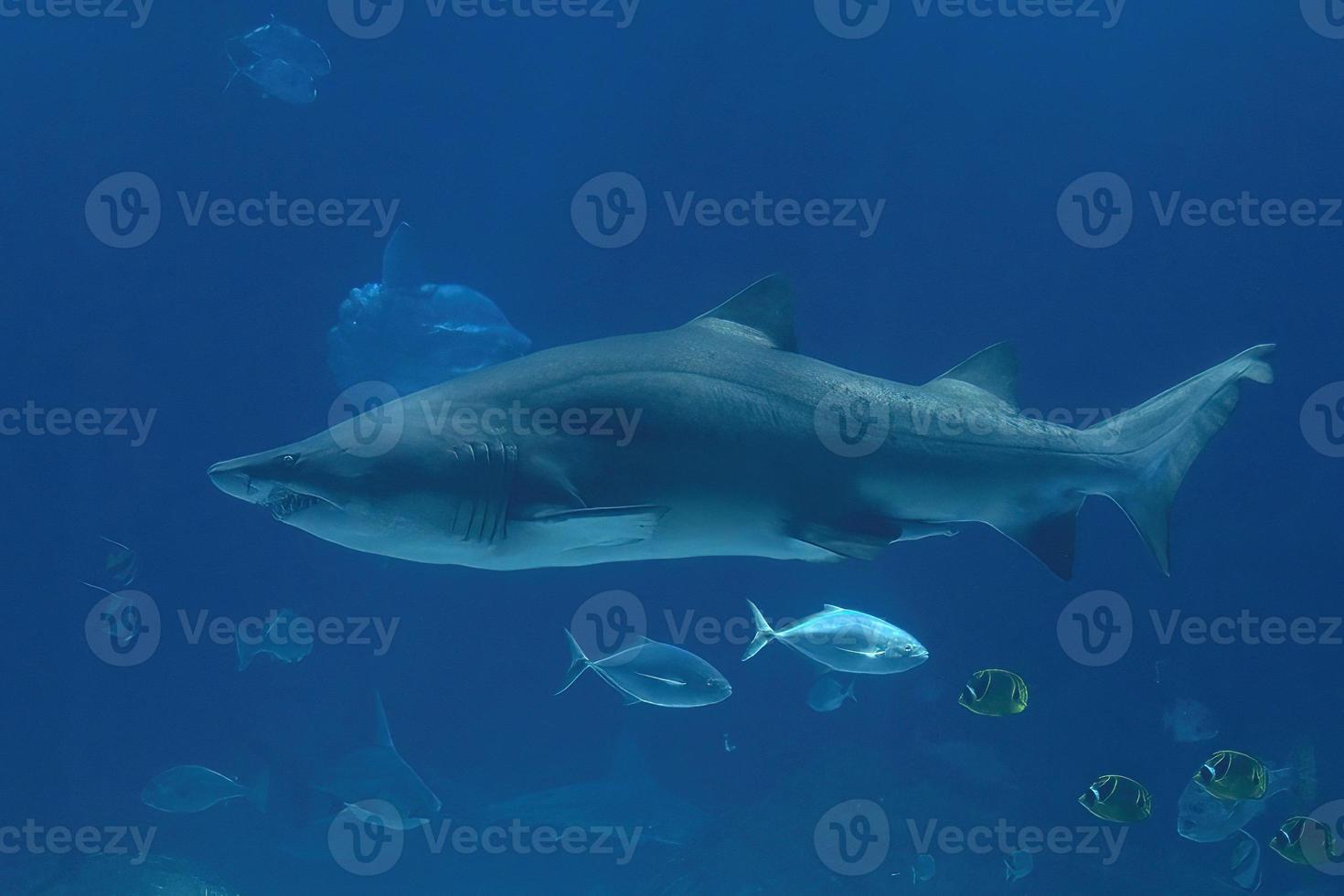 Bull shark jaws detail ready to attack photo