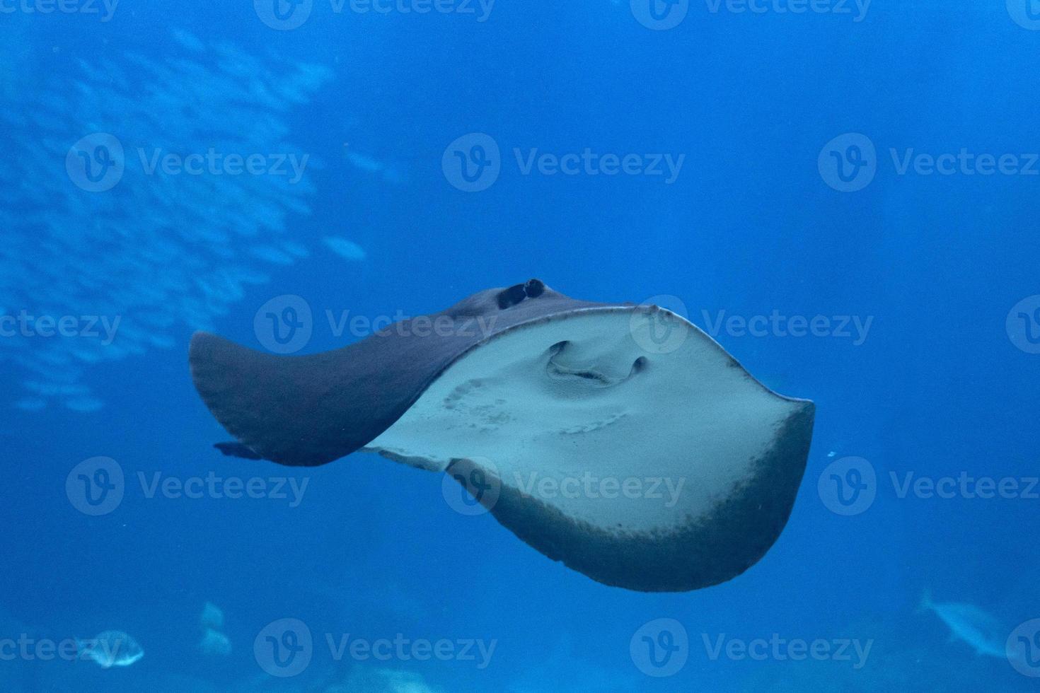 mantarraya viniendo a usted submarino foto