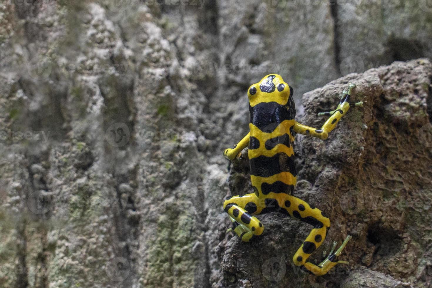 YELLOW BANDED POISON DART FROG 20235477 Stock Photo at Vecteezy