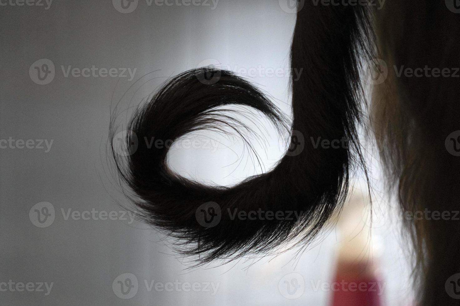 Afghan greyhound dog tail photo