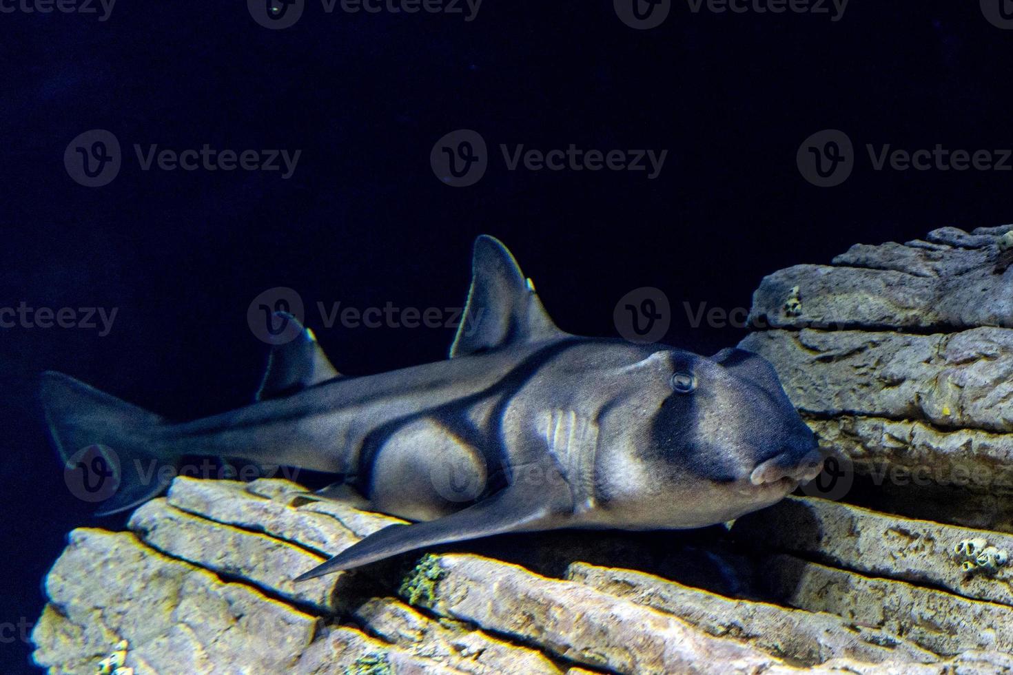 port jackson shark underwater octopus teacher movie photo