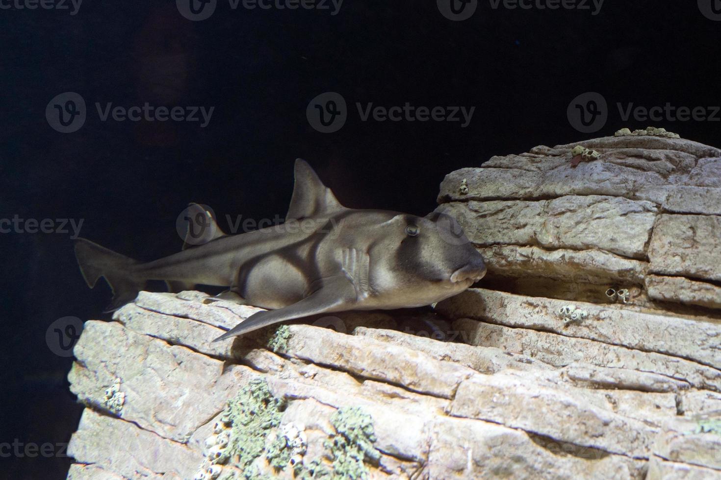 Port jackson shark underwater photo