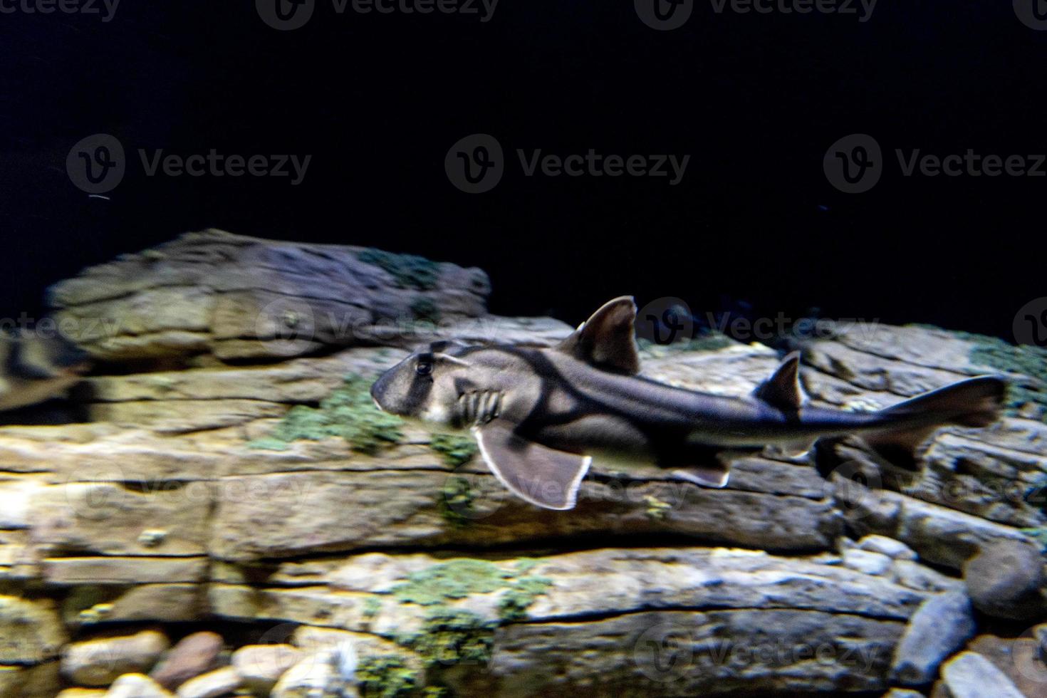 port jackson shark underwater octopus teacher movie photo