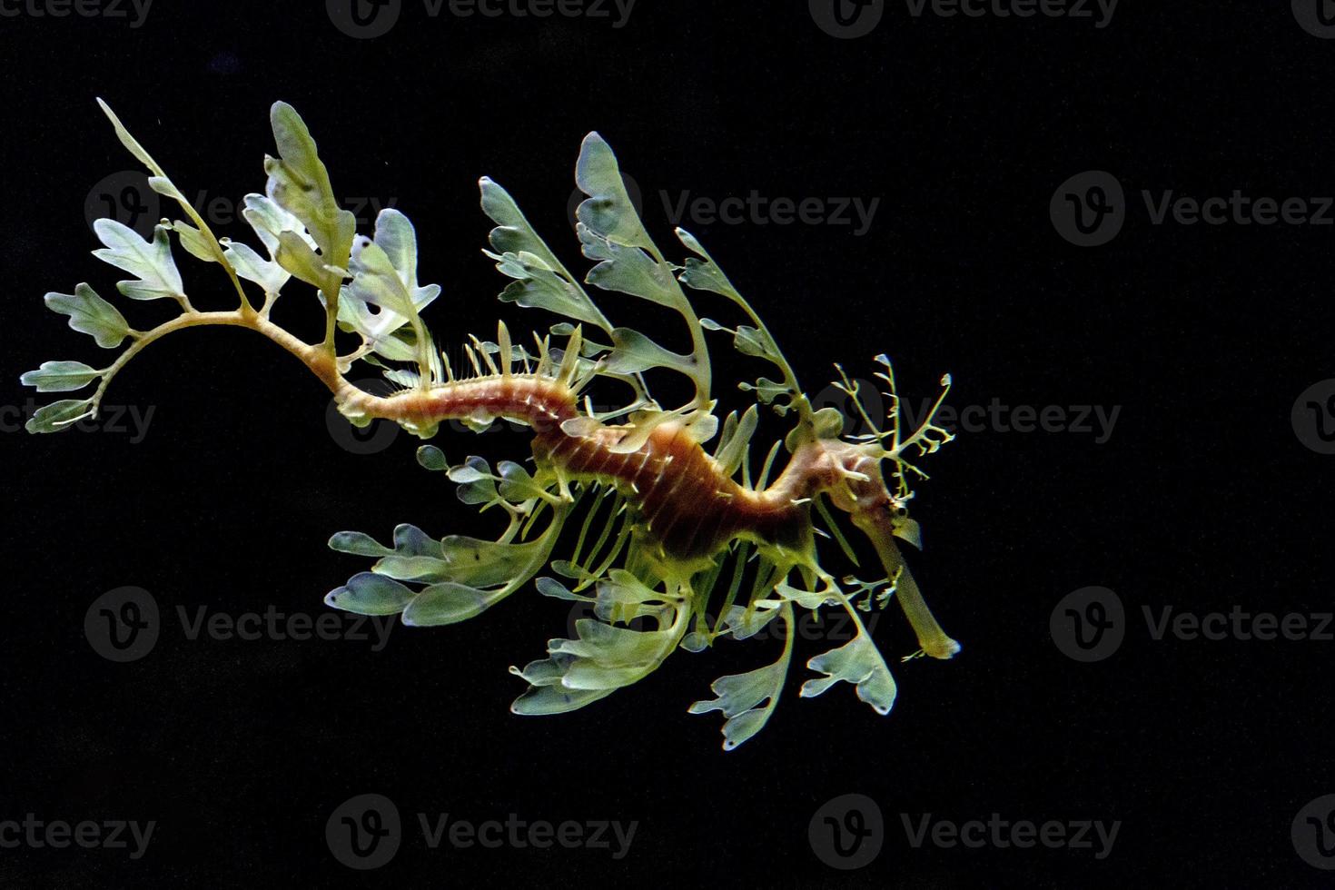 dragón de caballito de mar frondoso bajo el agua foto