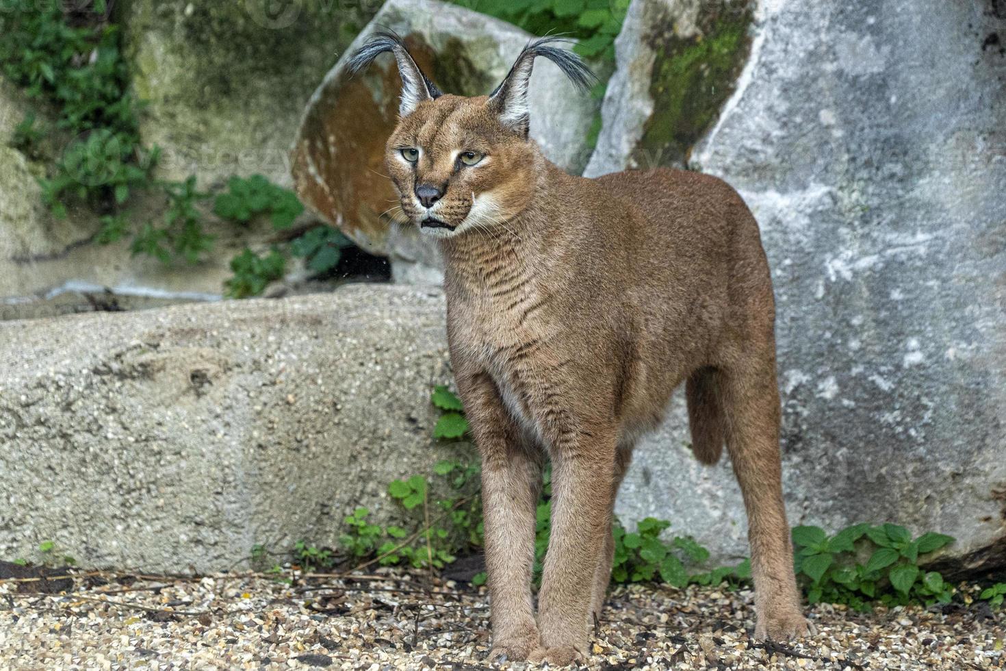 Caracal big cat portrait looking at you photo