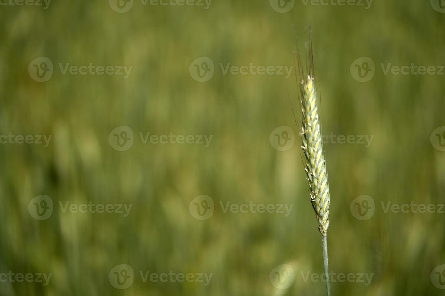 creciente detalle de campo de trigo verde foto