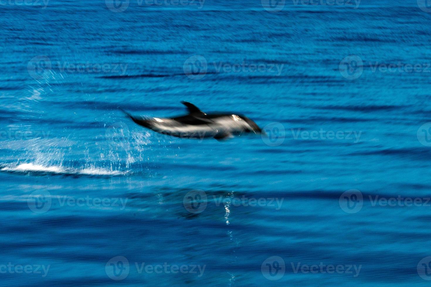 mueve el efecto sobre los delfines mientras saltas en el mar azul profundo foto