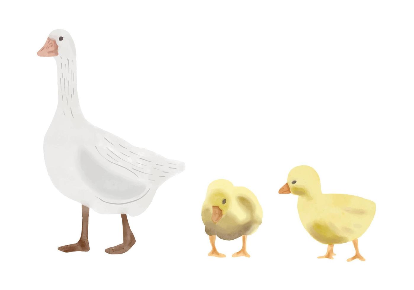 Watercolor bird set. Goose. Duck and Ducklings, Ogar duck, farm set. vector