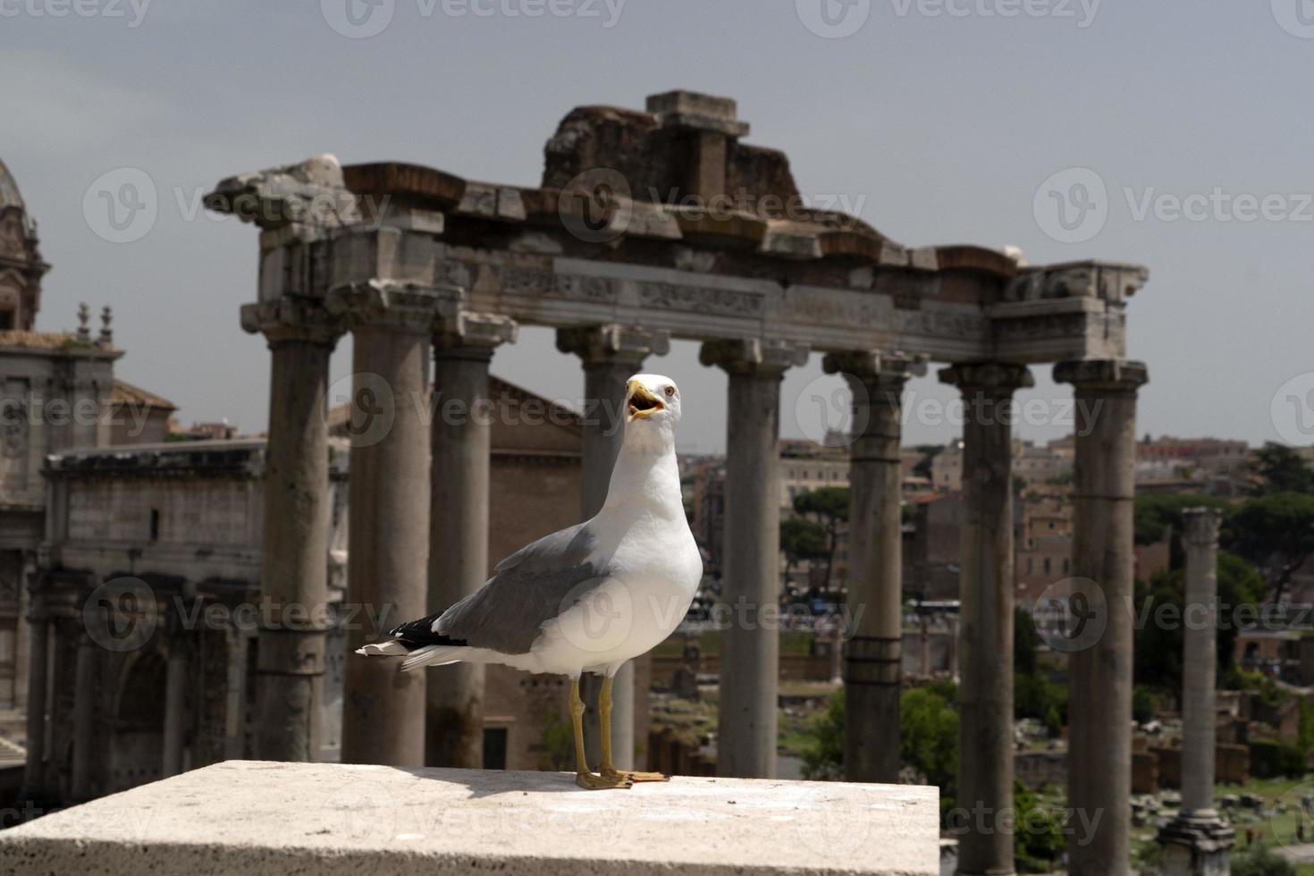 seagull in rome ruins photo