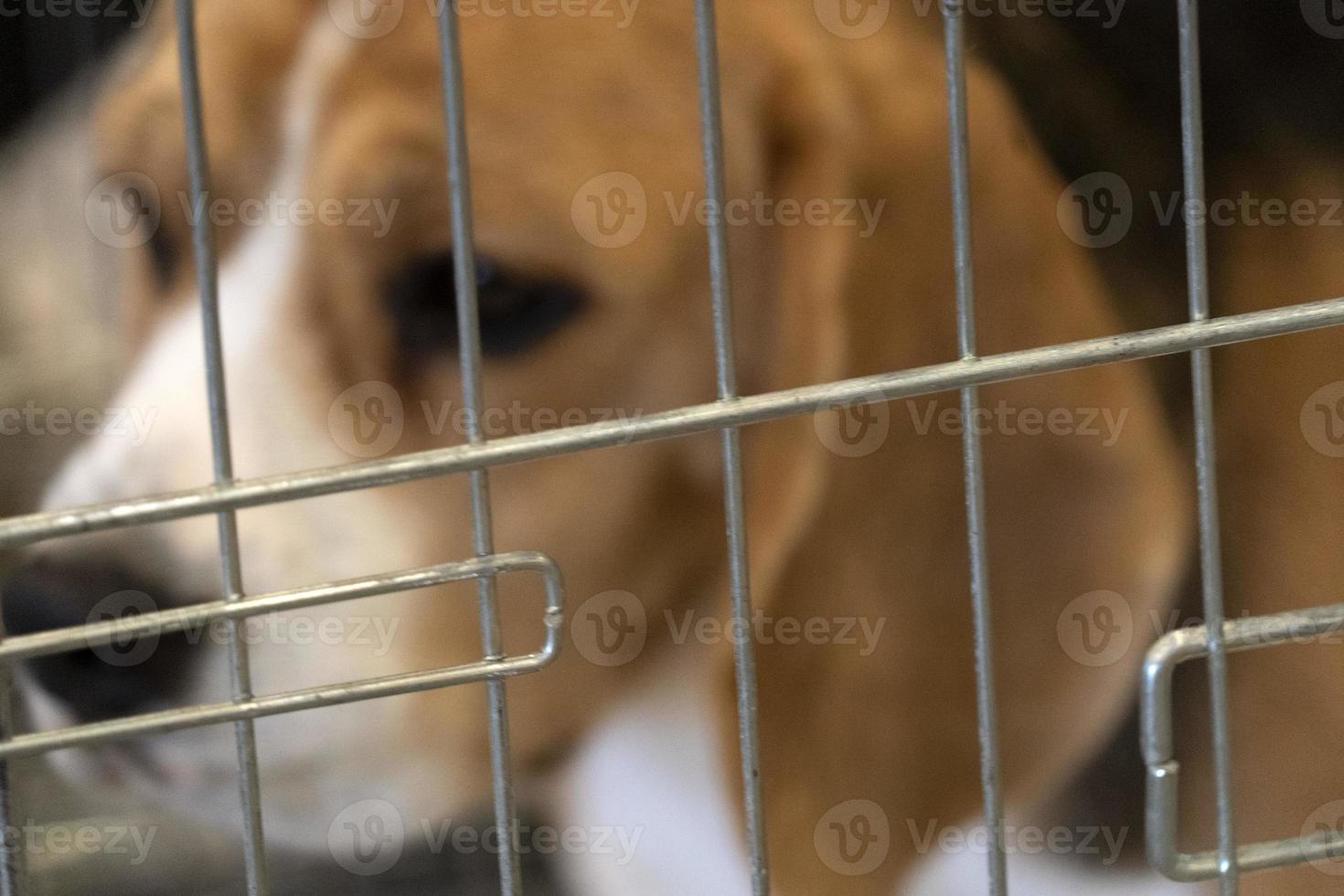 experiment Beagle dog in a cage photo