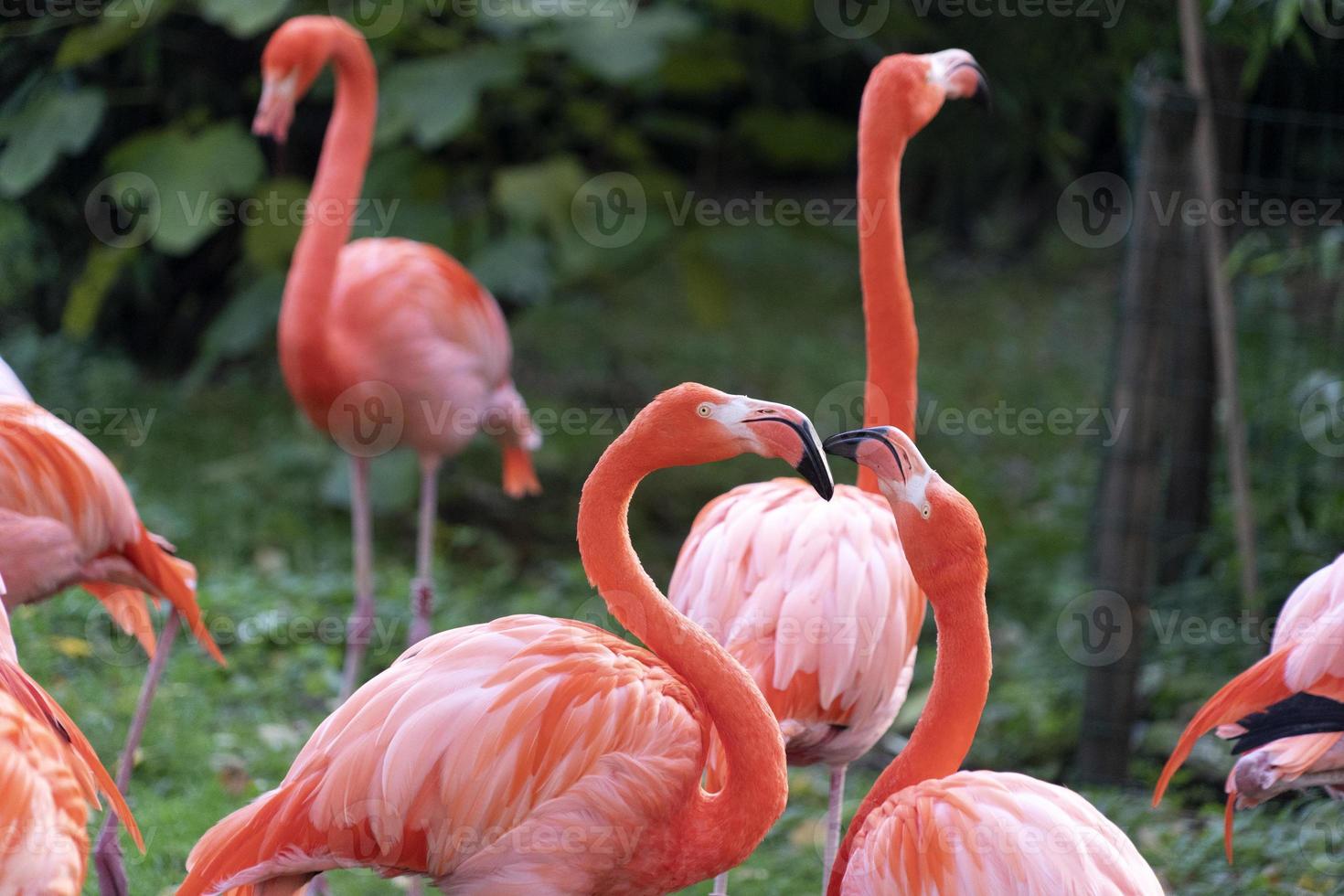 Pink flamingos family group on green photo