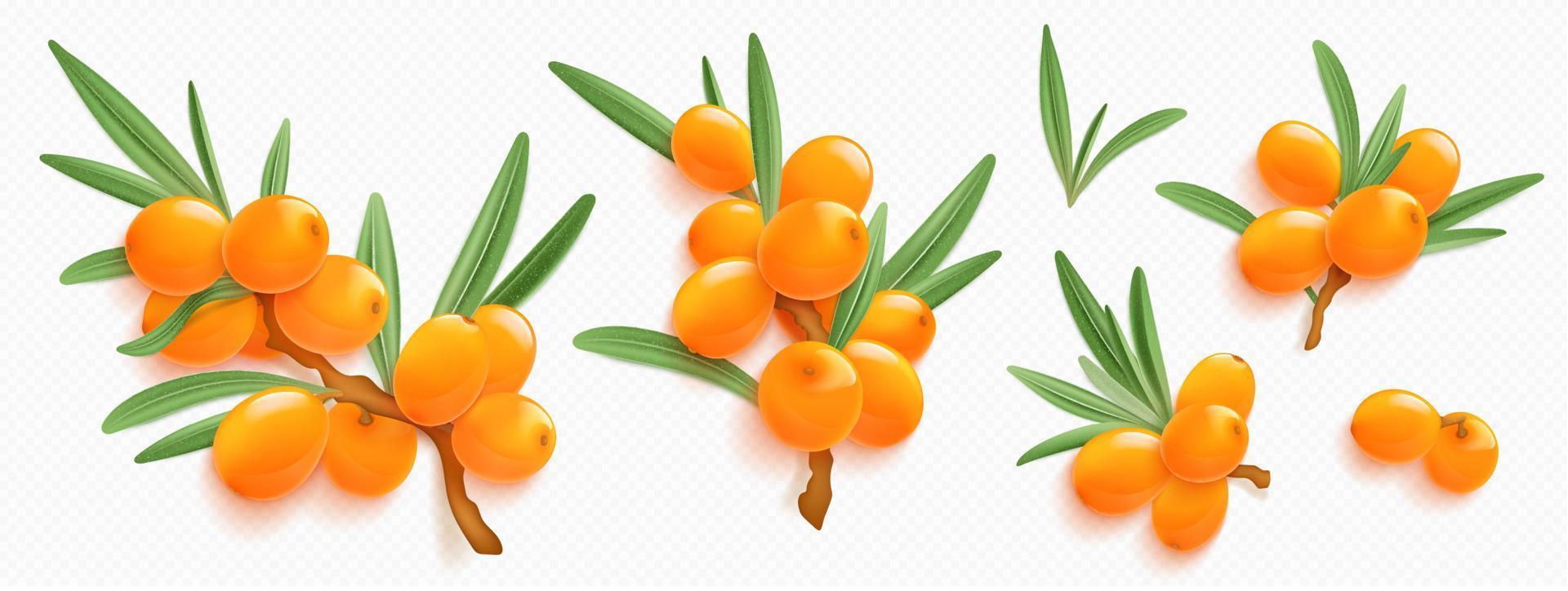Sea buckthorn branches with orange berries vector