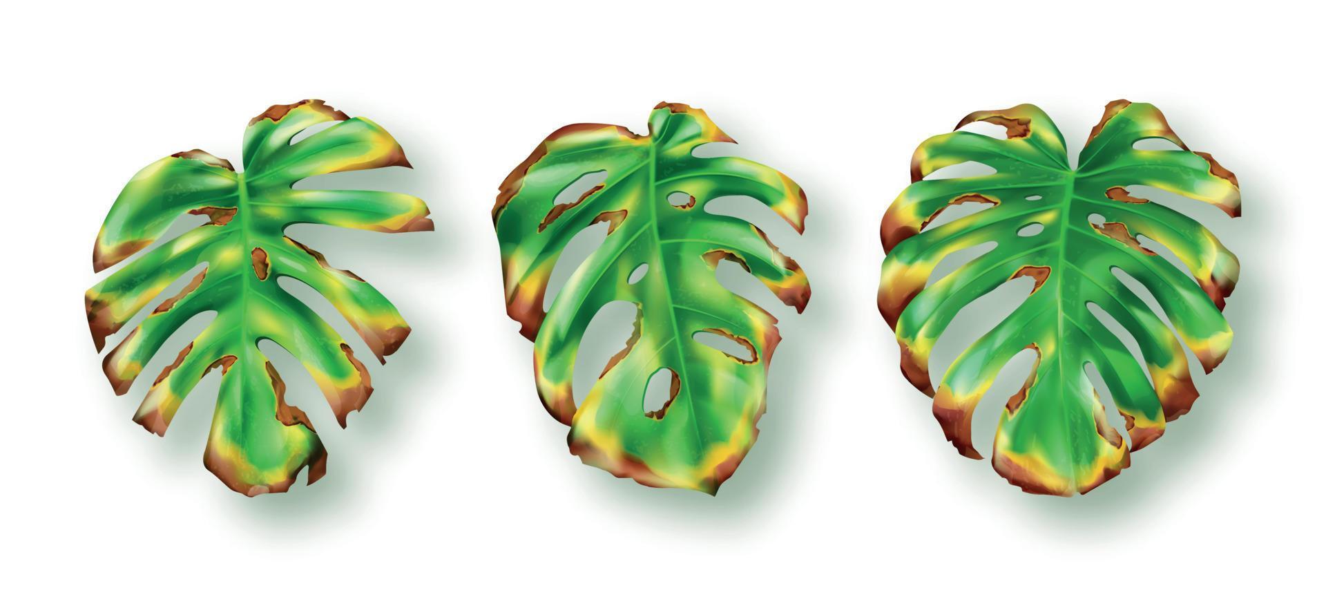 tropical verde monstera hojas en blanco antecedentes vector