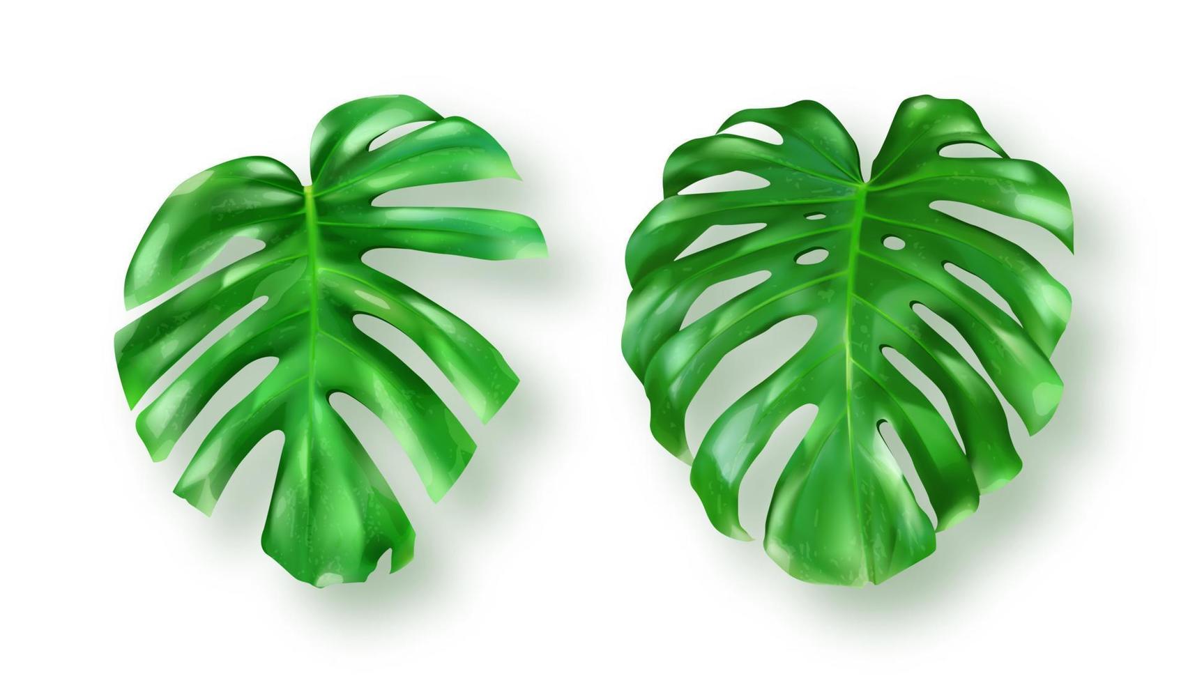 Tropical green monstera leaves on white background vector