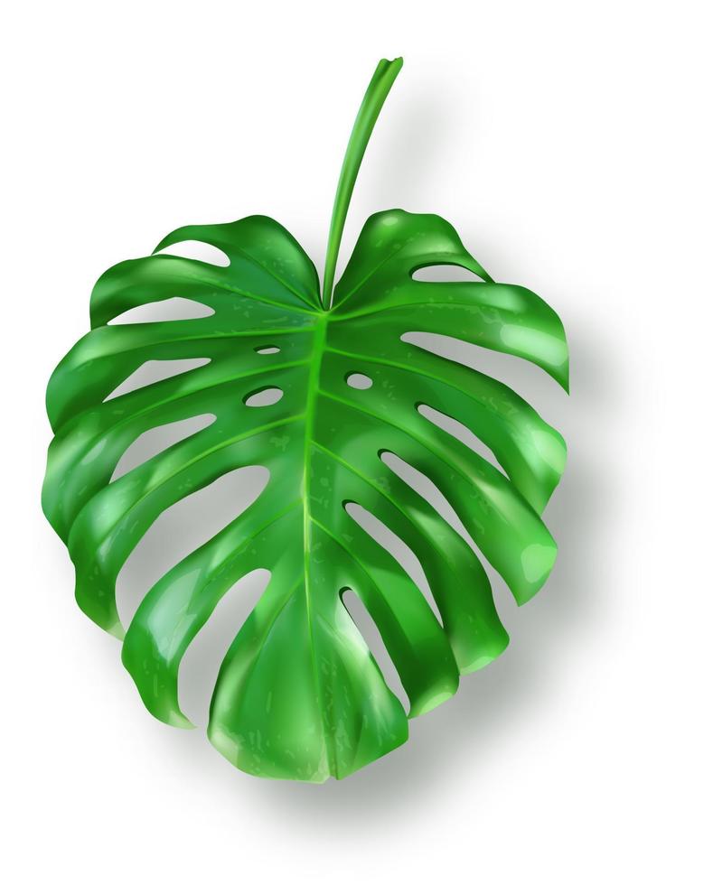 tropical verde monstera hojas en blanco antecedentes vector