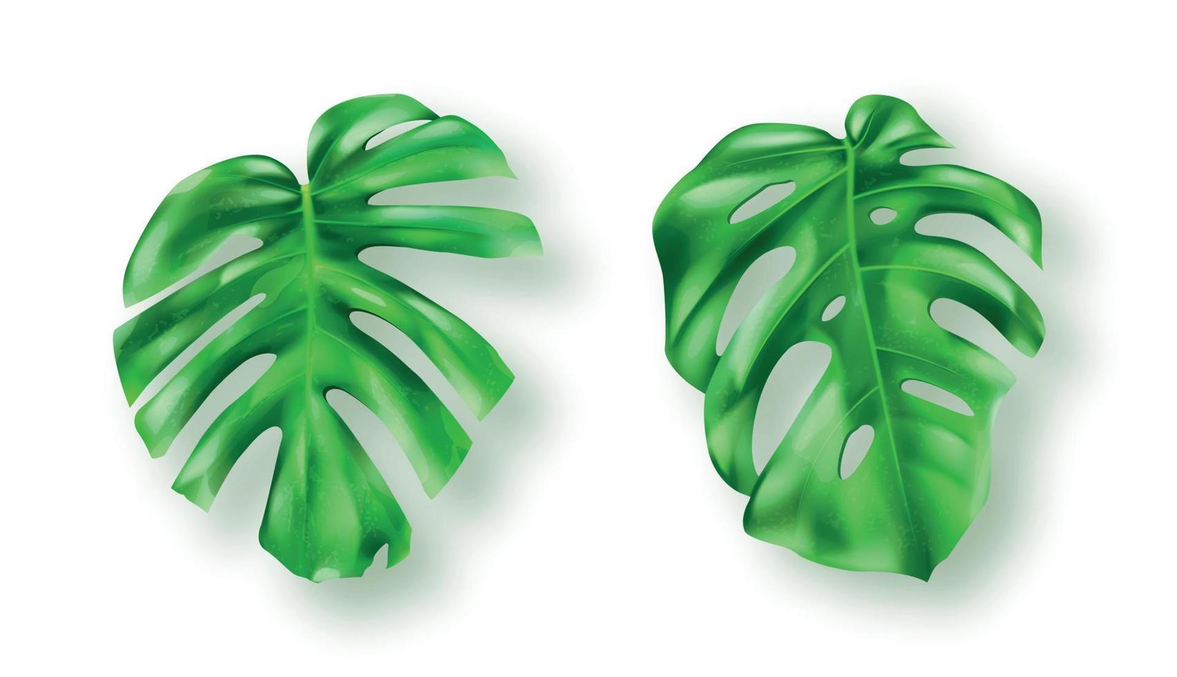Tropical green monstera leaves on white background vector