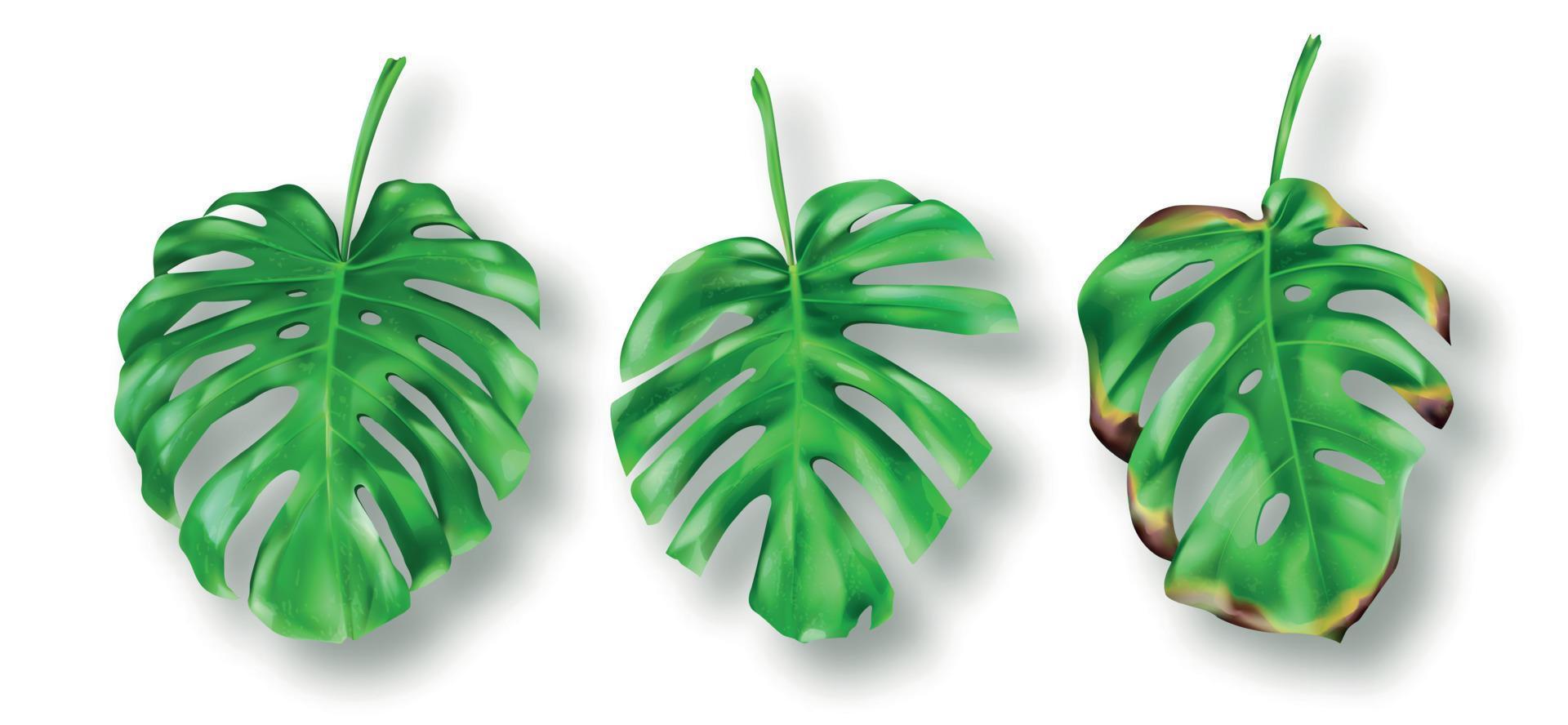 tropical verde monstera hojas en blanco antecedentes vector