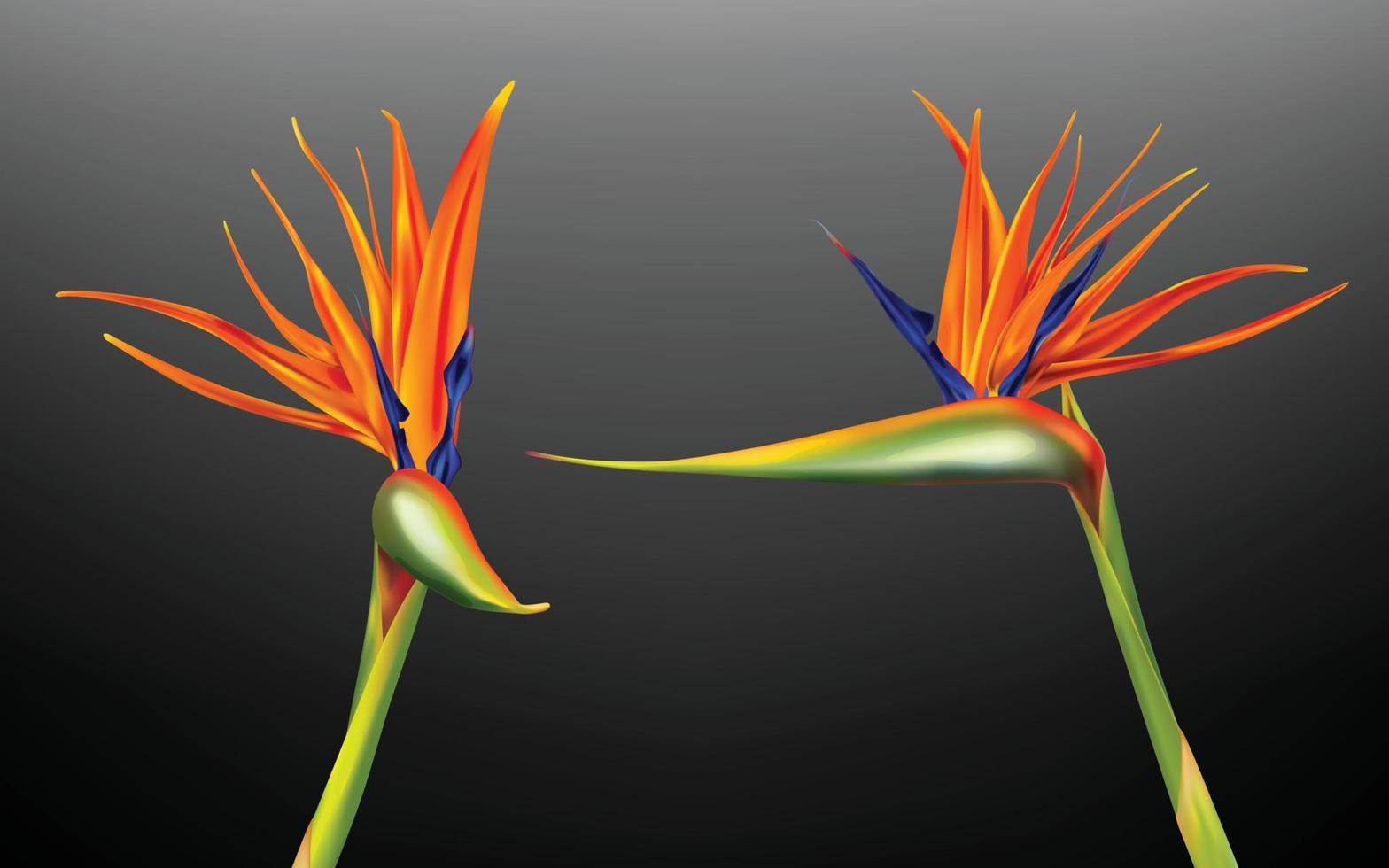 Strelitzia reginae, pájaro de paraíso vector