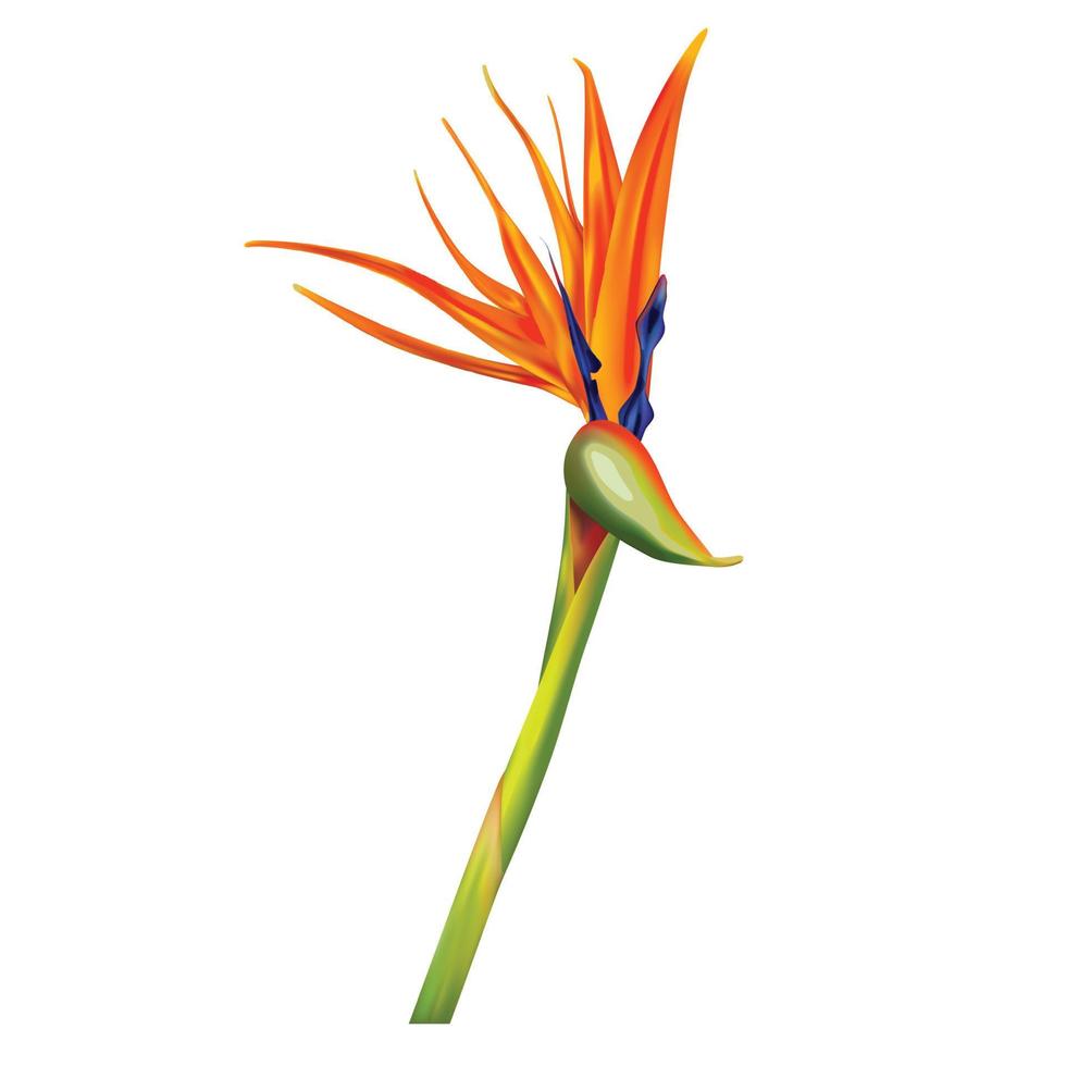 Strelitzia reginae, pájaro de paraíso vector