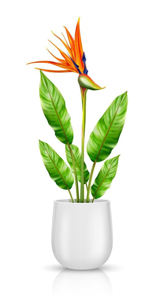 Strelitzia reginae en maceta vector