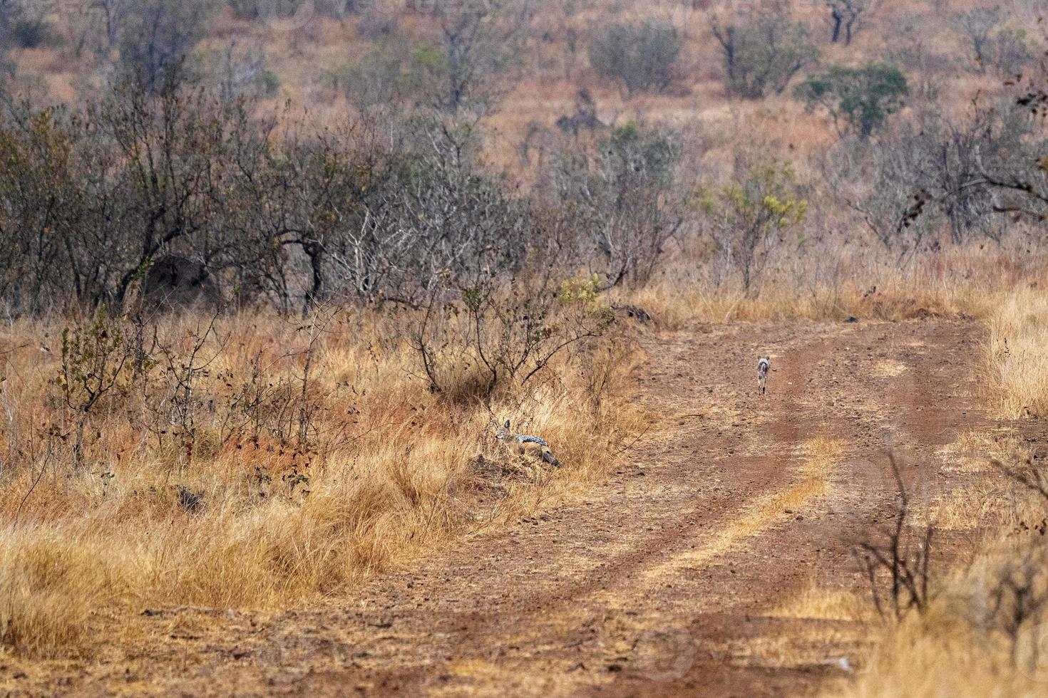 jackals in kruger park photo