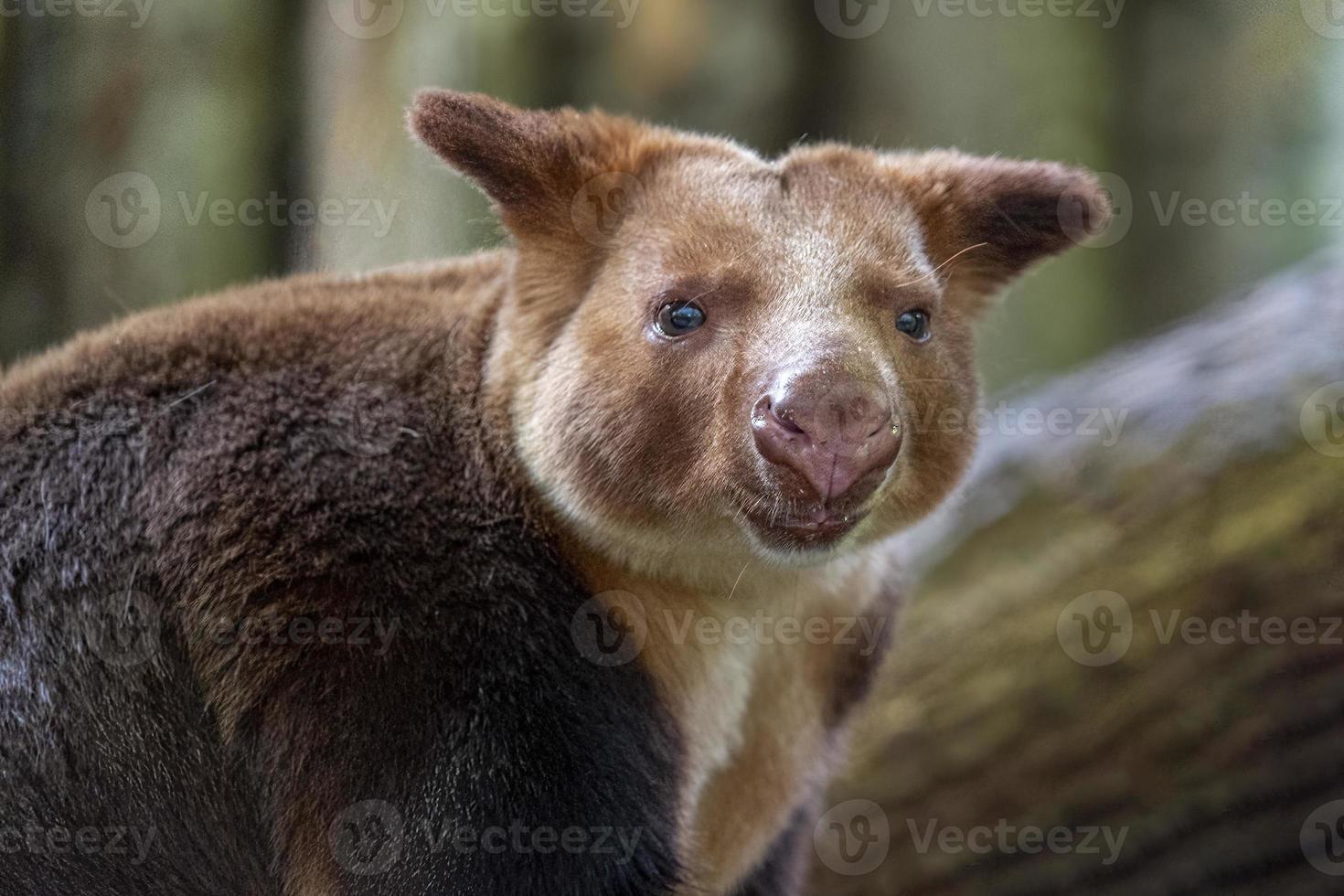 goodfellow tree kangaroo close up photo