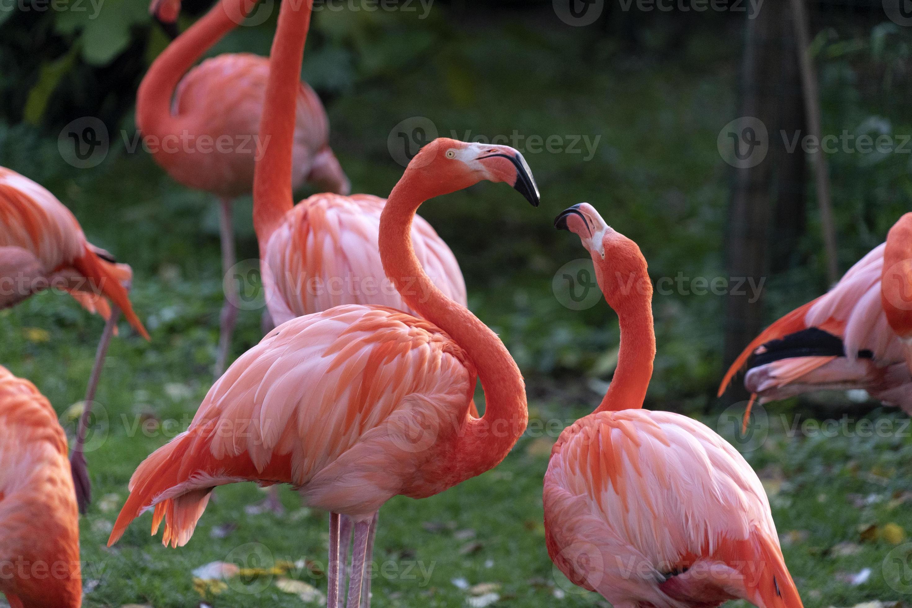 Pink Flamingos Family Group On Green 20237594 Stock Photo At Vecteezy pink-flamingos-family-group-on-green-20237594-stock-photo-at-vecteezy