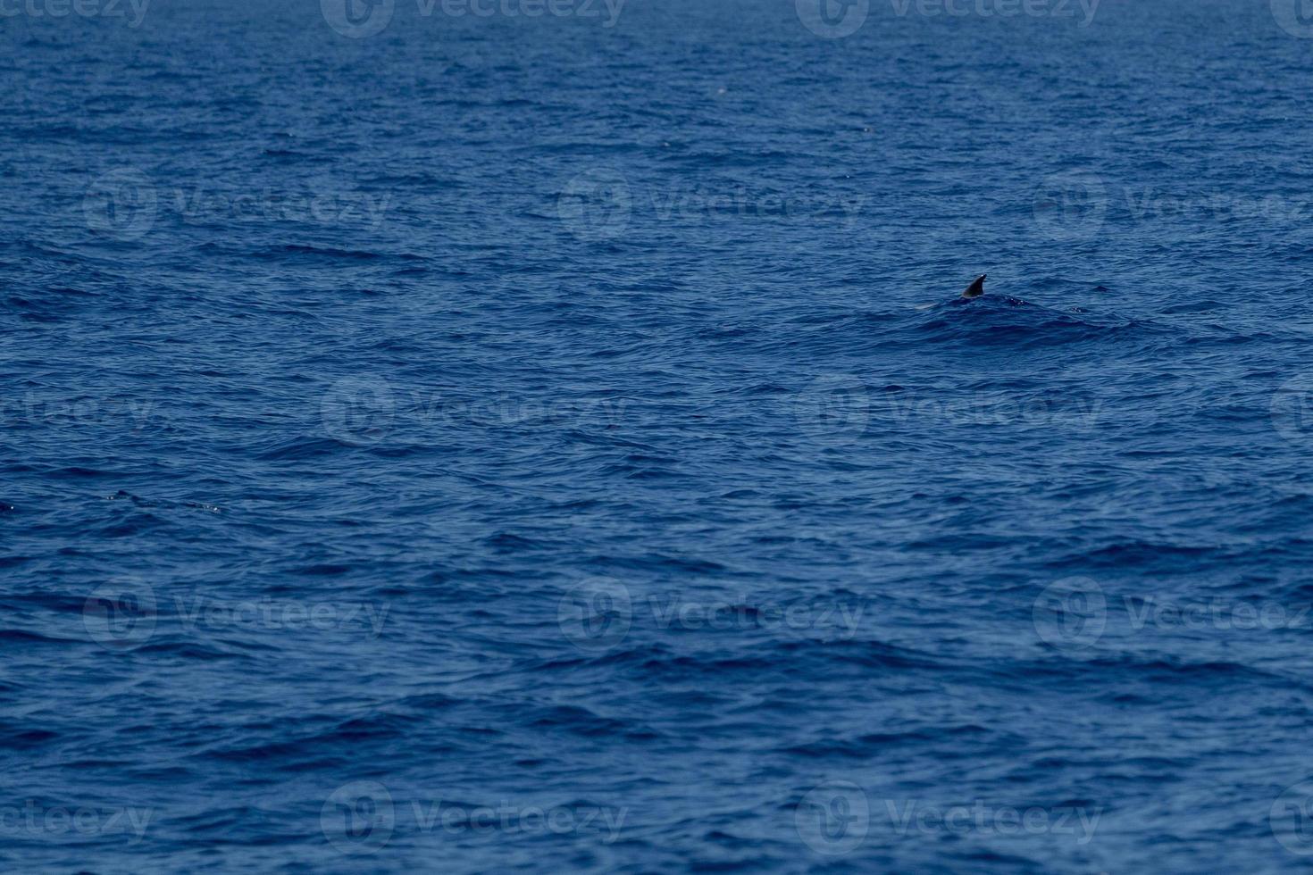 white Rare Goose Beaked whale dolphin Ziphius cavirostris photo