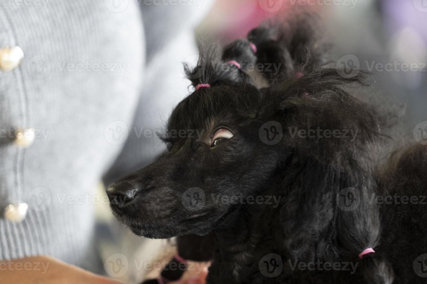 Poodle dog beauty salon photo