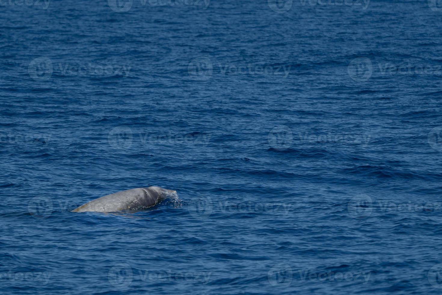 white Rare Goose Beaked whale dolphin Ziphius cavirostris photo