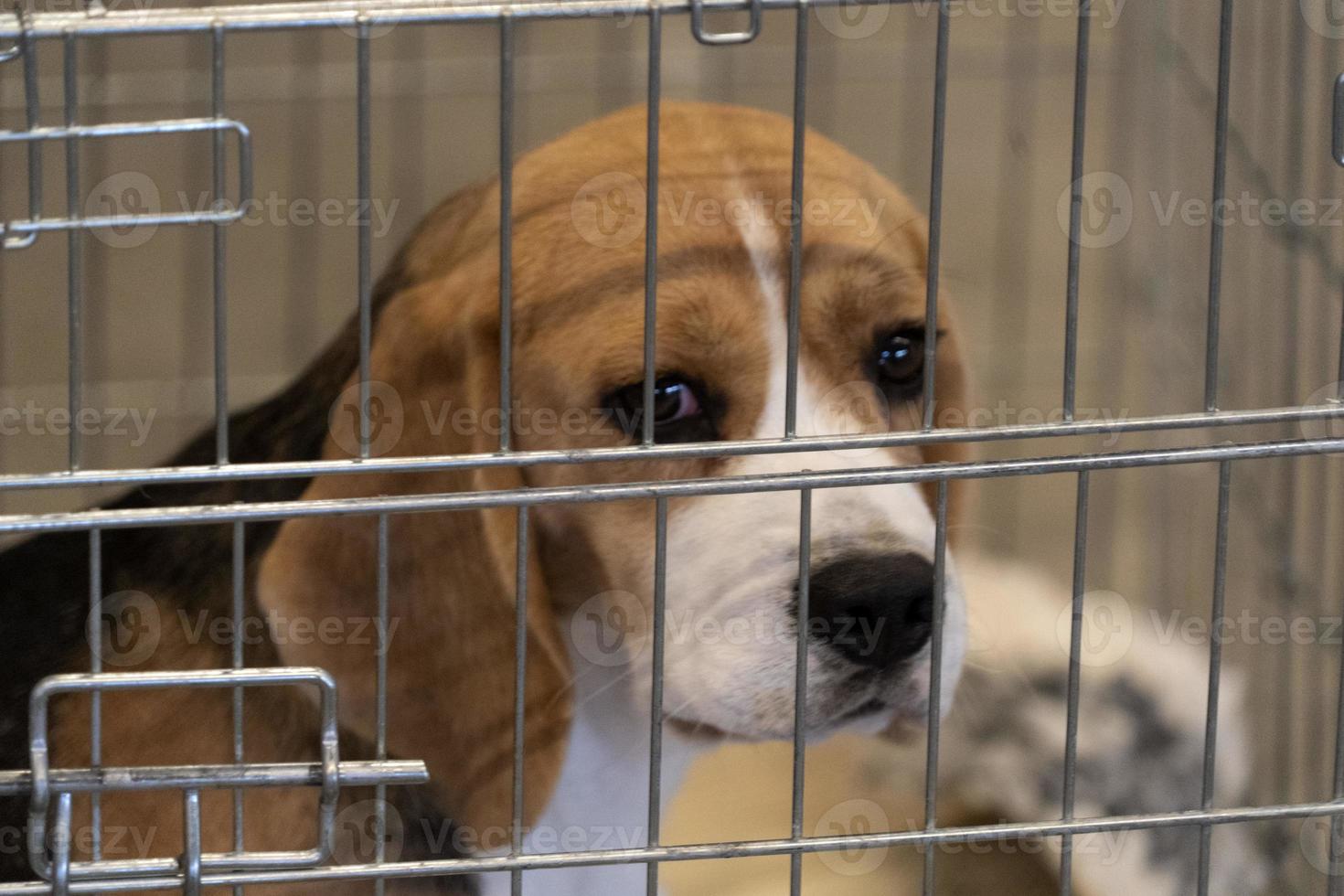 experiment Beagle dog in a cage 20237648 Stock Photo at Vecteezy