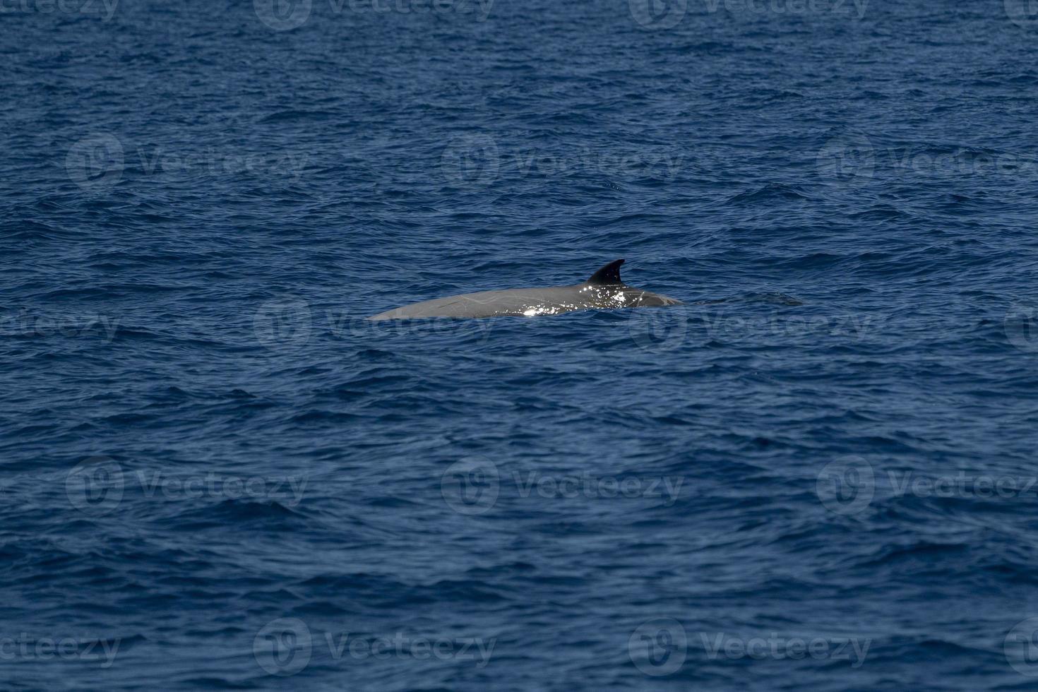 white Rare Goose Beaked whale dolphin Ziphius cavirostris photo