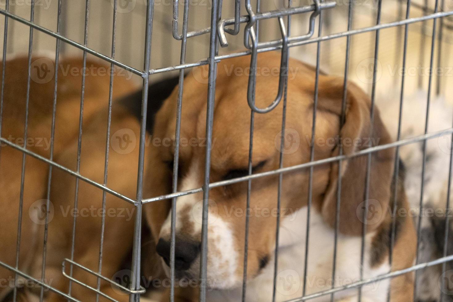 experiment Beagle dog in a cage photo