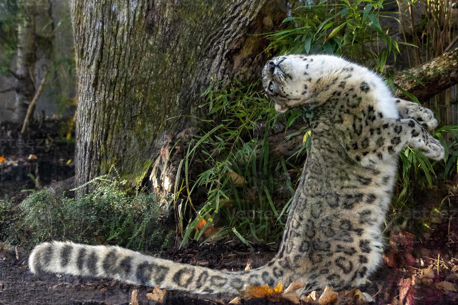 Snow leopard close up portrait photo