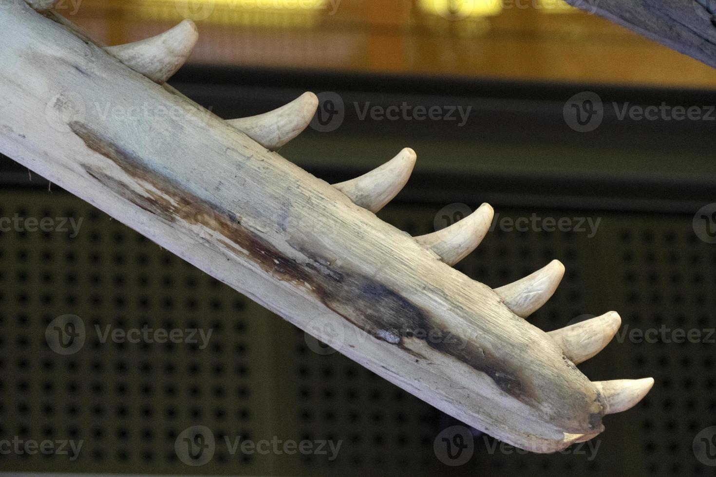 Sperm whale tooth close up photo