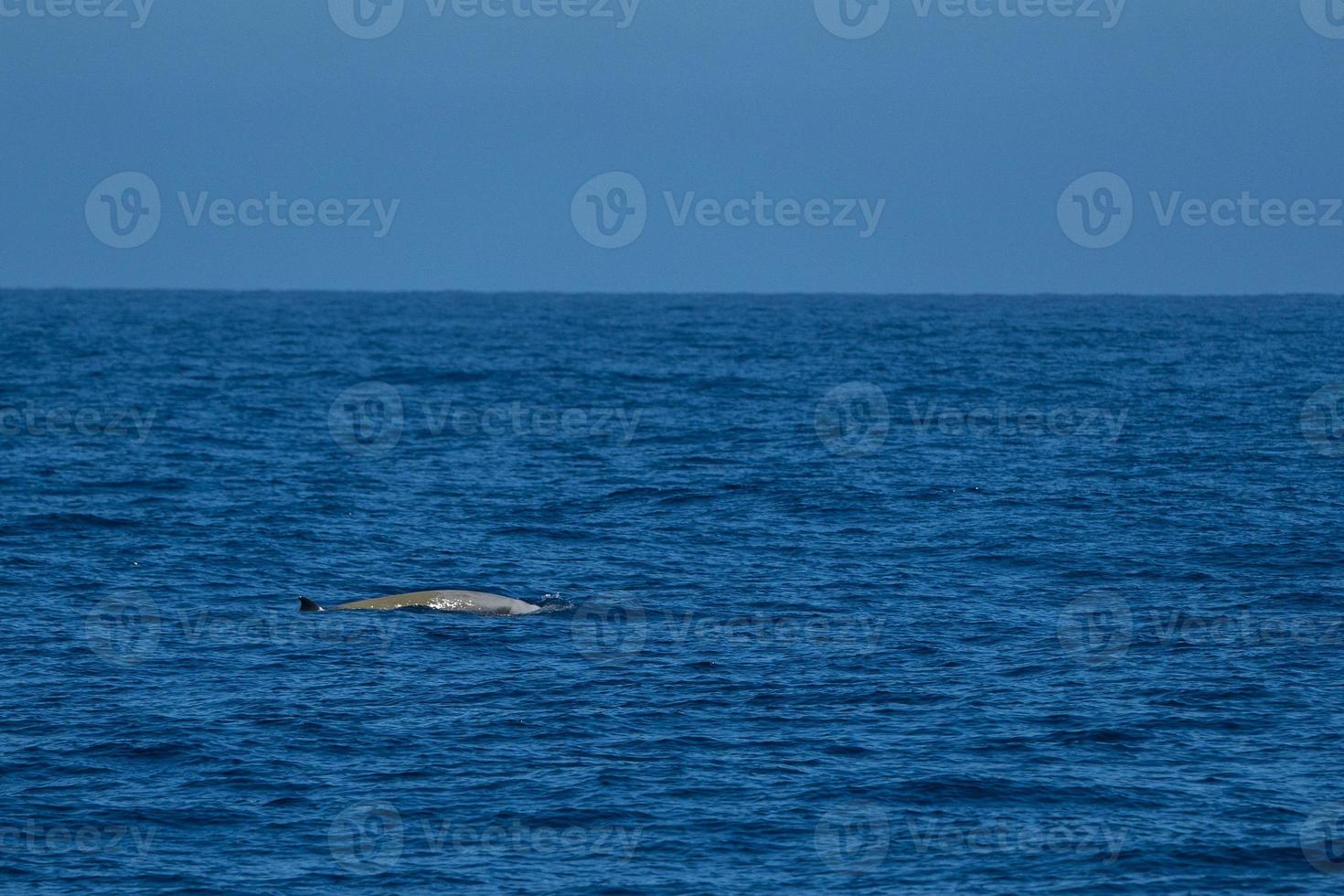 white Rare Goose Beaked whale dolphin Ziphius cavirostris photo