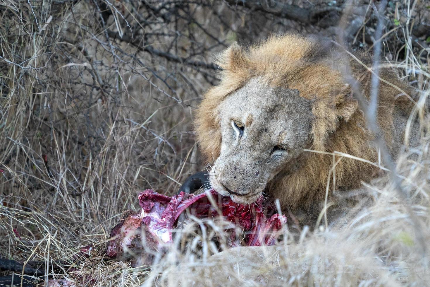 león macho en el parque kruger sudáfrica comiendo un gnu foto