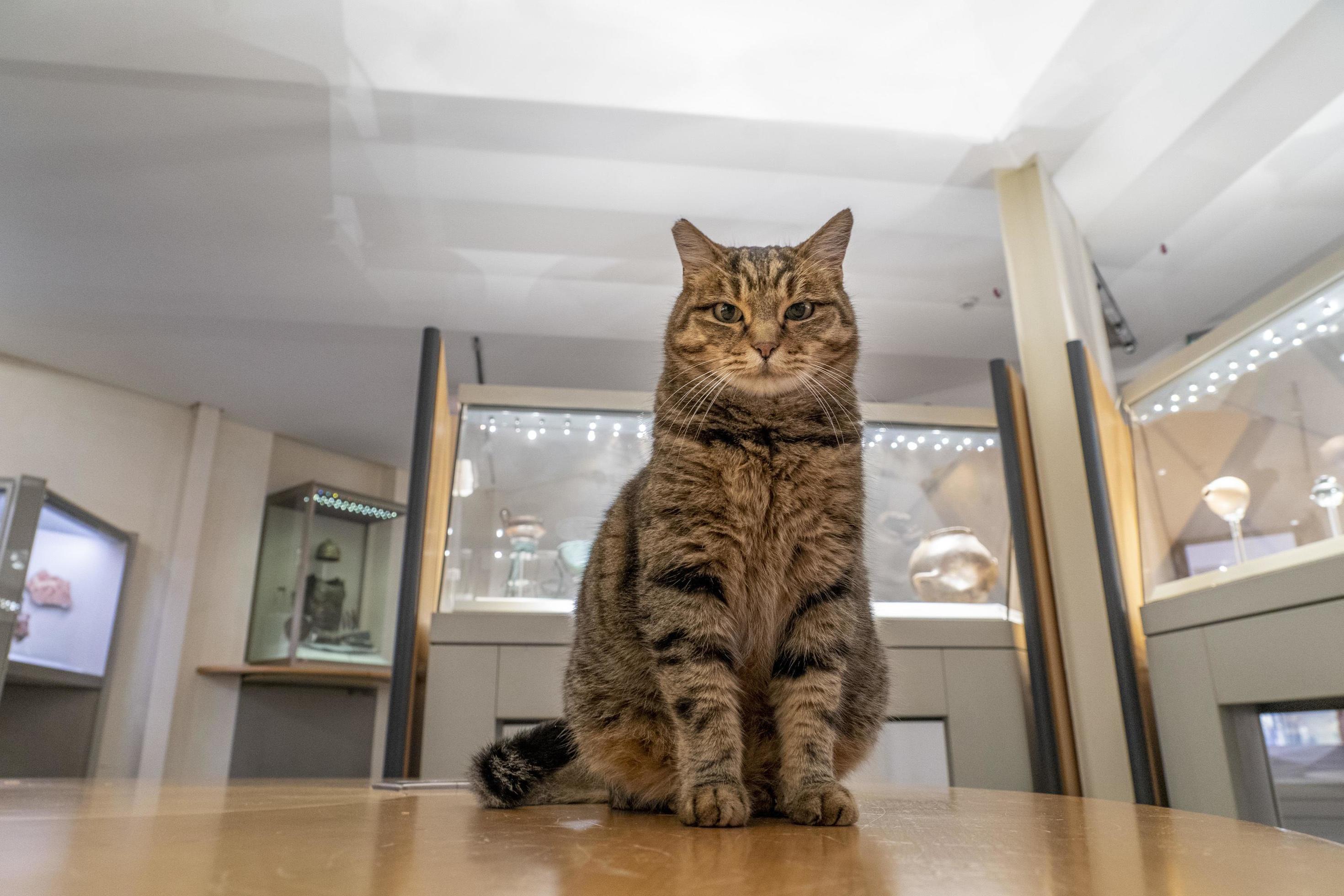 Roma, Italia noviembre 21 2019 un gato vivo dentro epigráfico museo