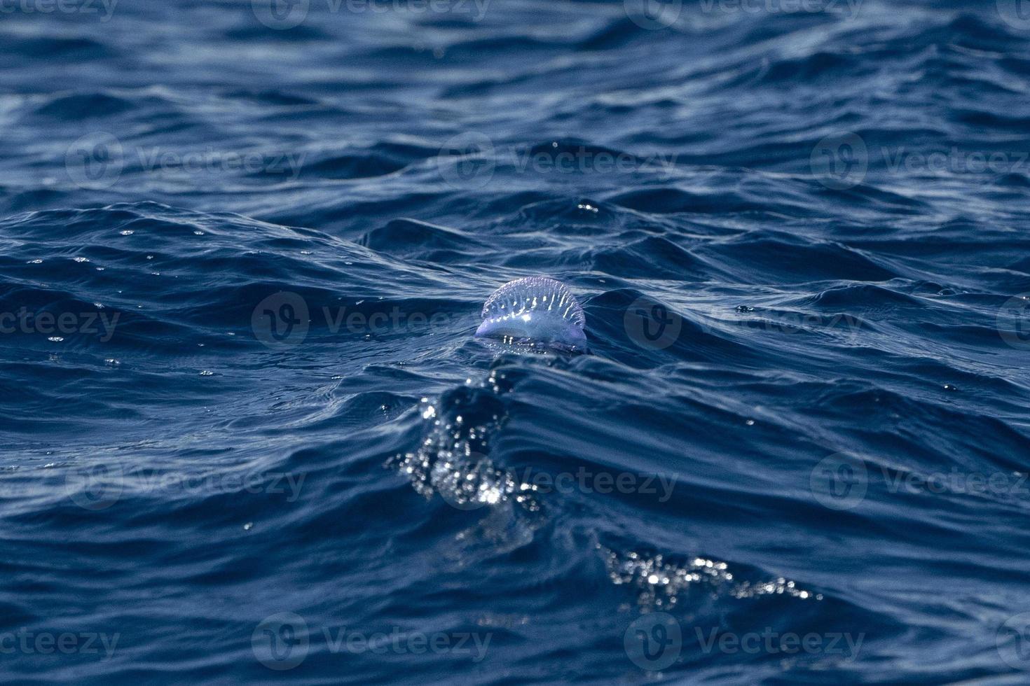 portugués Medusa en atlántico Oceano foto