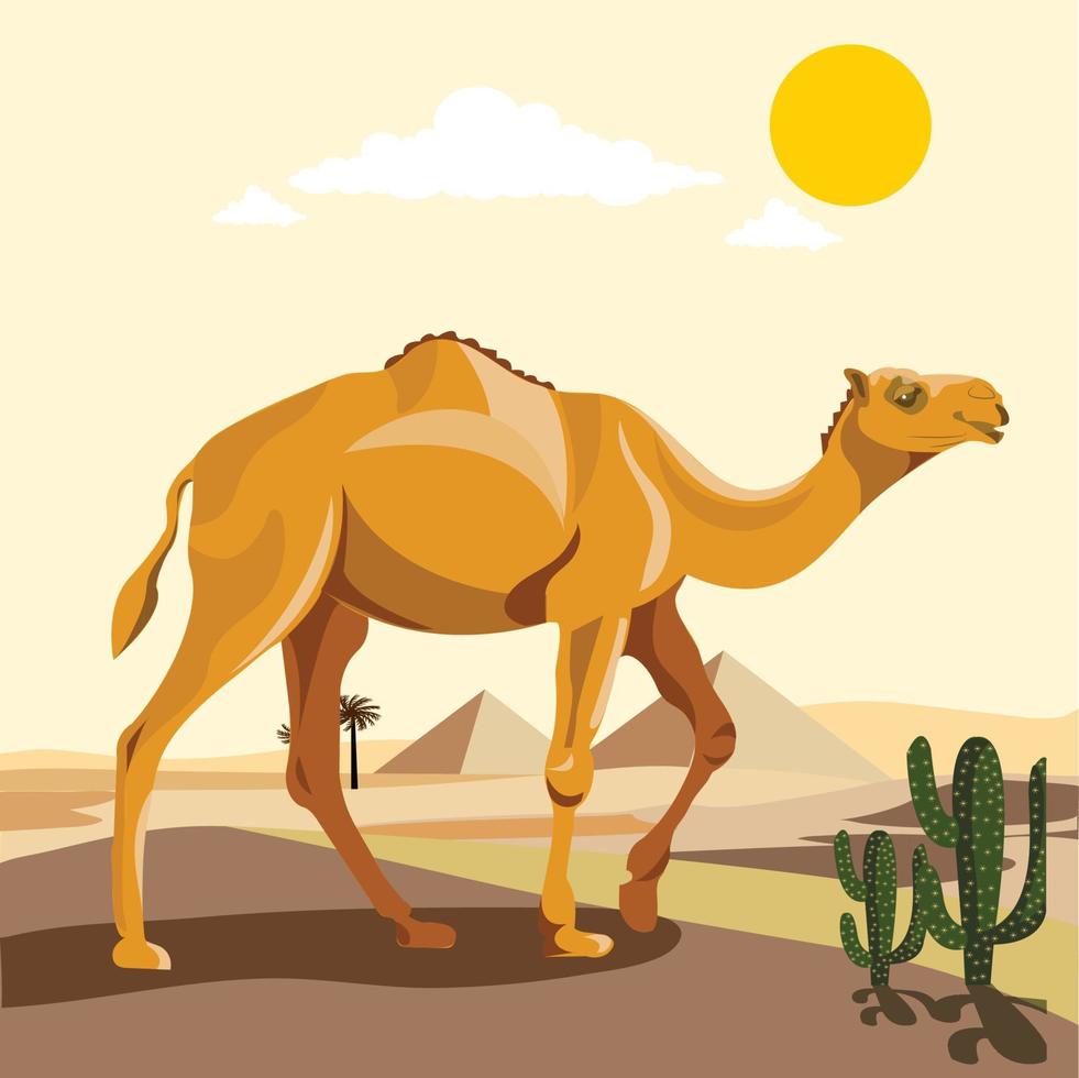 One humped camel in the desert vector illustration