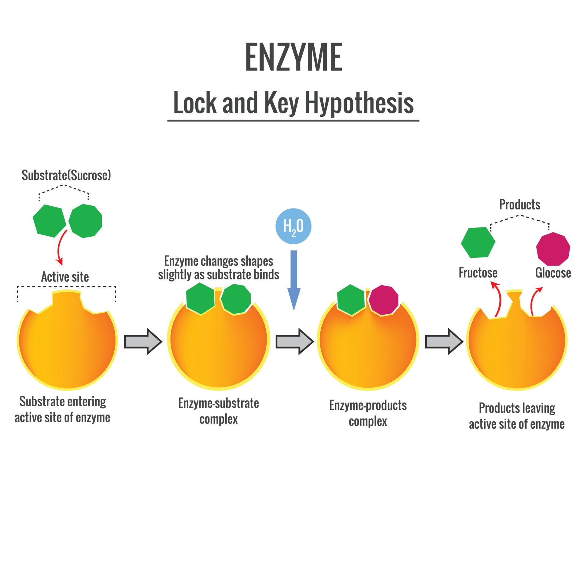 lock & key hypothesis of enzyme action was given by