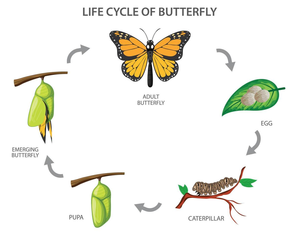 Lifecycle Of Butterfly Vector Illustration 20240687 Vector Art At Vecteezy