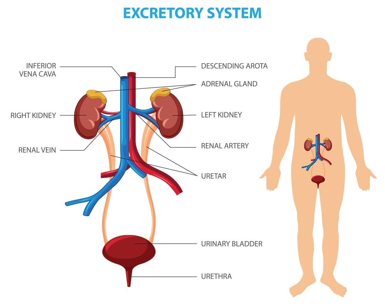 Human excretory system vector illustration