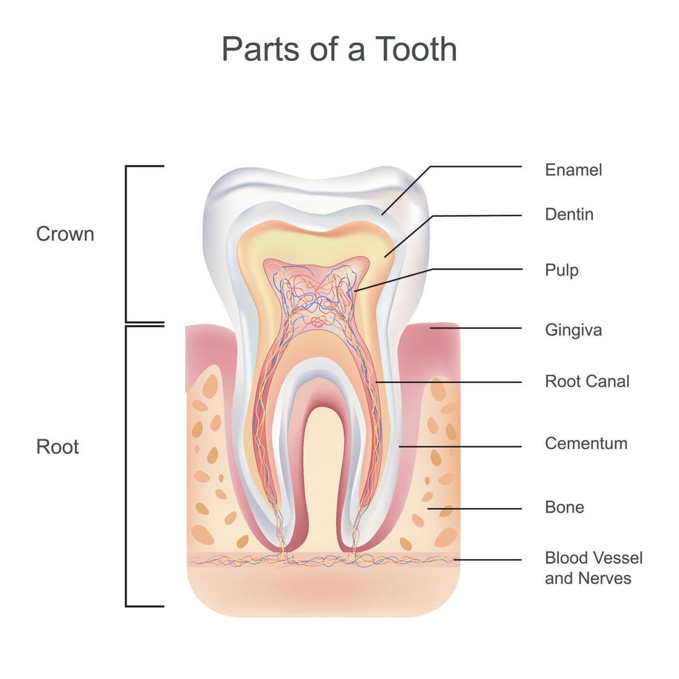 diente anatomía con todas partes incluso corona cuello esmalte dentina pulpa cena raíz canal y sangre suministro vector